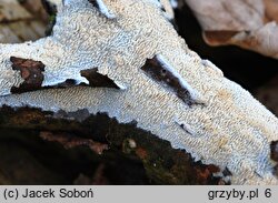 Schizopora paradoxa (strzępkoząb wielkopory)