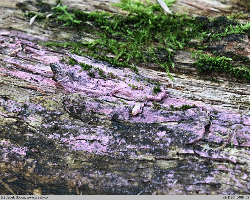 Tulasnella violea (śluzowoszczka fioletowa)