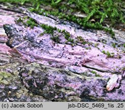 Tulasnella violea (śluzowoszczka fioletowa)