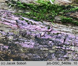 Tulasnella violea (śluzowoszczka fioletowa)