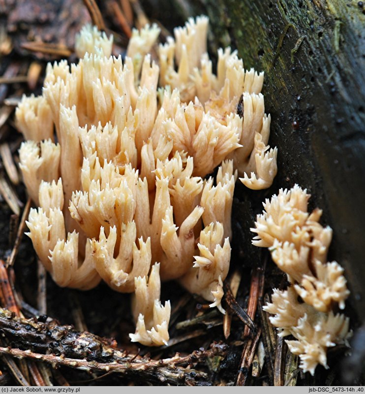 Phaeoclavulina abietina (koralówka zielonawa)