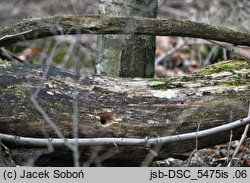 Tulasnella violea (śluzowoszczka fioletowa)