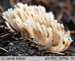 Phaeoclavulina abietina (koralówka zielonawa)