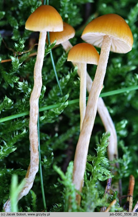 Galerina pumila (hełmówka drobna)