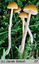 Galerina pumila (hełmówka drobna)