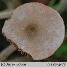 Entoloma conferendum var. incrustatum