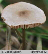 Entoloma conferendum var. incrustatum