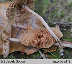 Entoloma conferendum var. incrustatum