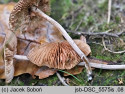 Entoloma conferendum (dzwonkówka gwiaździstozarodnikowa)