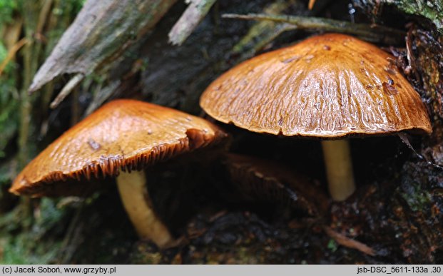 Psathyrella pertinax (kruchaweczka ziarnista)