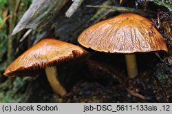 Psathyrella pertinax (kruchaweczka ziarnista)