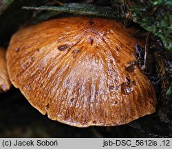 Psathyrella pertinax (kruchaweczka ziarnista)