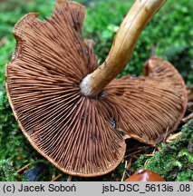 Psathyrella pertinax (kruchaweczka ziarnista)