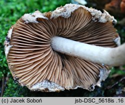 Psathyrella pertinax (kruchaweczka ziarnista)