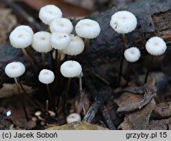 Marasmius rotula (twardzioszek obrożowy)