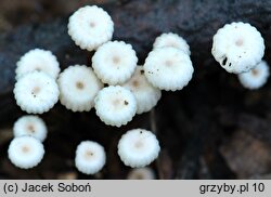 Marasmius rotula (twardzioszek obrożowy)