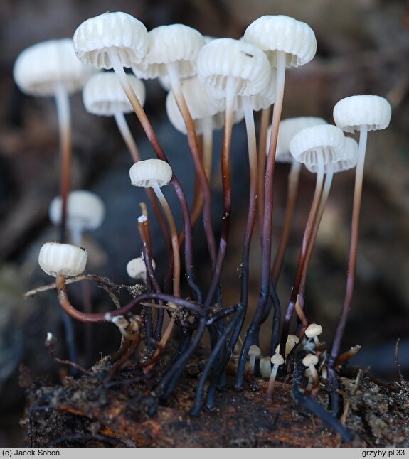 Marasmius rotula (twardzioszek obrożowy)