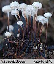 Marasmius rotula (twardzioszek obrożowy)