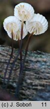 Marasmius rotula (twardzioszek obrożowy)