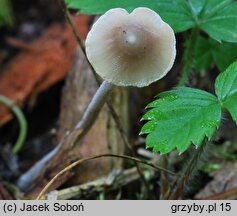 Mycena amicta (grzybówka modrooliwkowa)