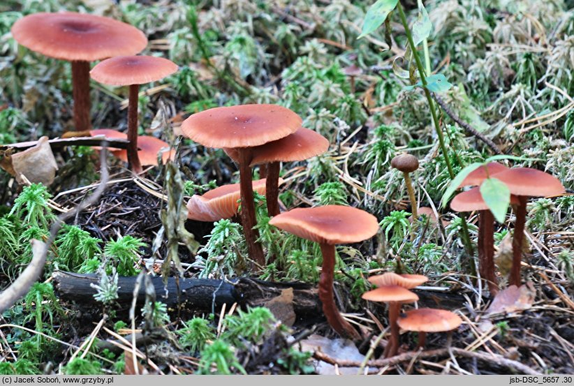 Laccaria purpureobadia (lakówka purpurowobrązowa)