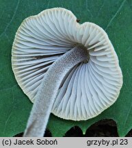 Mycena amicta (grzybówka modrooliwkowa)