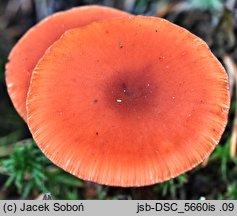 Laccaria purpureobadia (lakówka purpurowobrązowa)