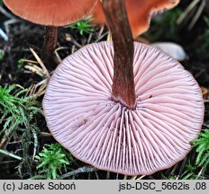 Laccaria purpureobadia (lakówka purpurowobrązowa)