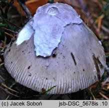 Amanita mairei