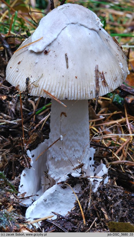 Amanita mairei