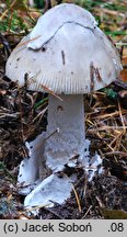 Amanita mairei