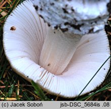 Amanita mairei