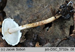 Lepiota subalba (czubajeczka białokremowa)