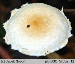 Lepiota subalba (czubajeczka białokremowa)