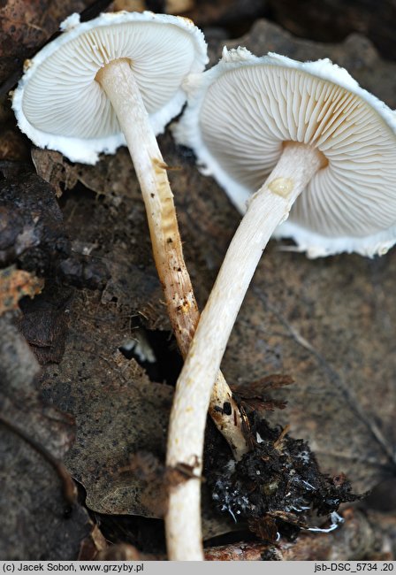 Lepiota subalba (czubajeczka białokremowa)