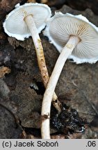 Lepiota subalba (czubajeczka białokremowa)