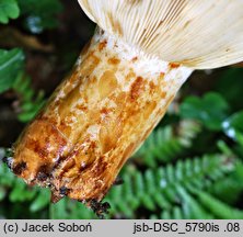 Lactarius leonis