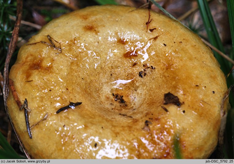 Lactarius leonis