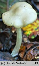 Entoloma noordeloosii