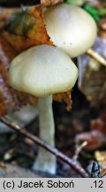 Entoloma noordeloosii