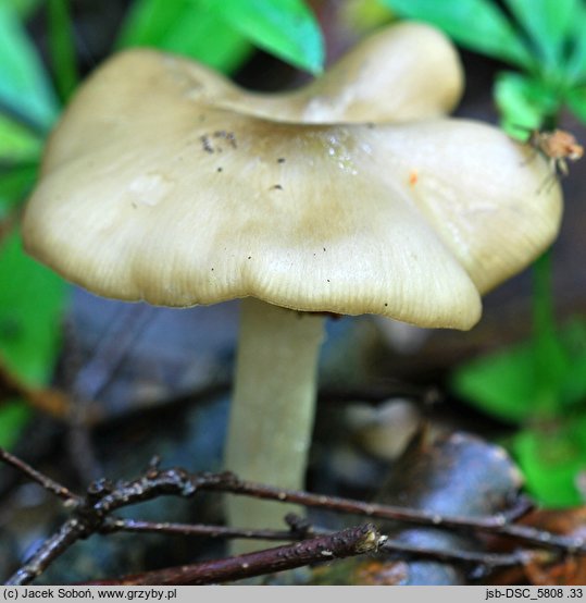 Entoloma noordeloosii