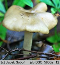 Entoloma noordeloosii