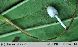 Coprinopsis kubickae