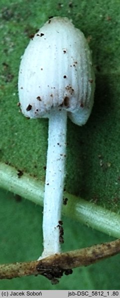 Coprinopsis kubickae