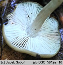 Entoloma noordeloosii