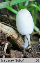 Coprinopsis kubickae