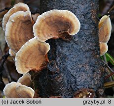 Stereum subtomentosum (skórnik aksamitny)