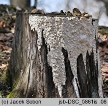 Skeletocutis odora (szkieletnica wonna)