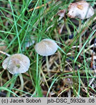 Mycena pelliculosa