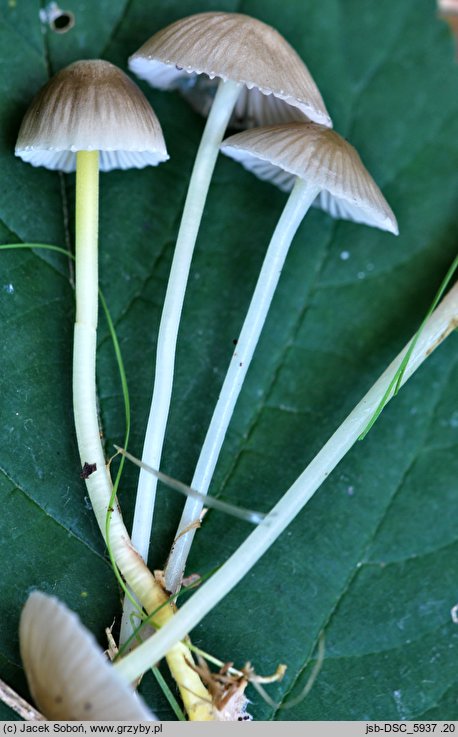 Mycena pelliculosa